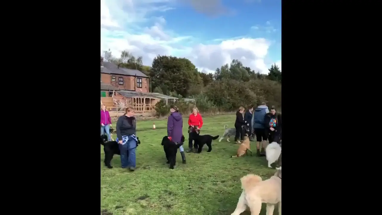 Untrained Malinois before training