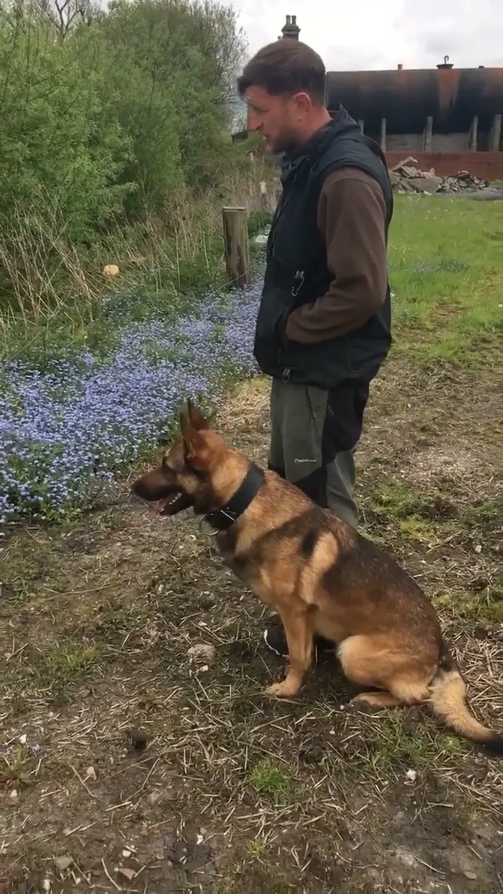 Dog and trainer working together